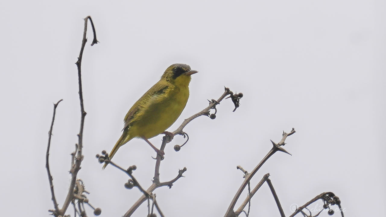Black-lored yellowthroat