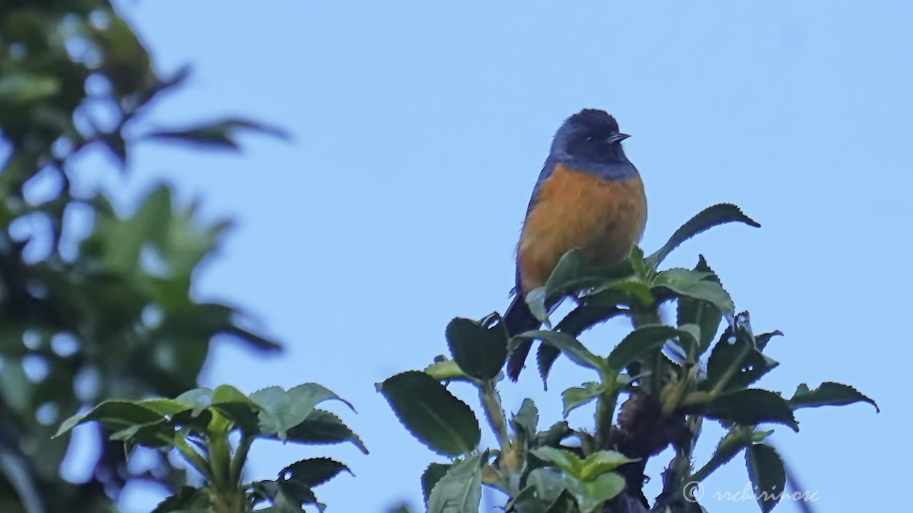 Blue-backed conebill
