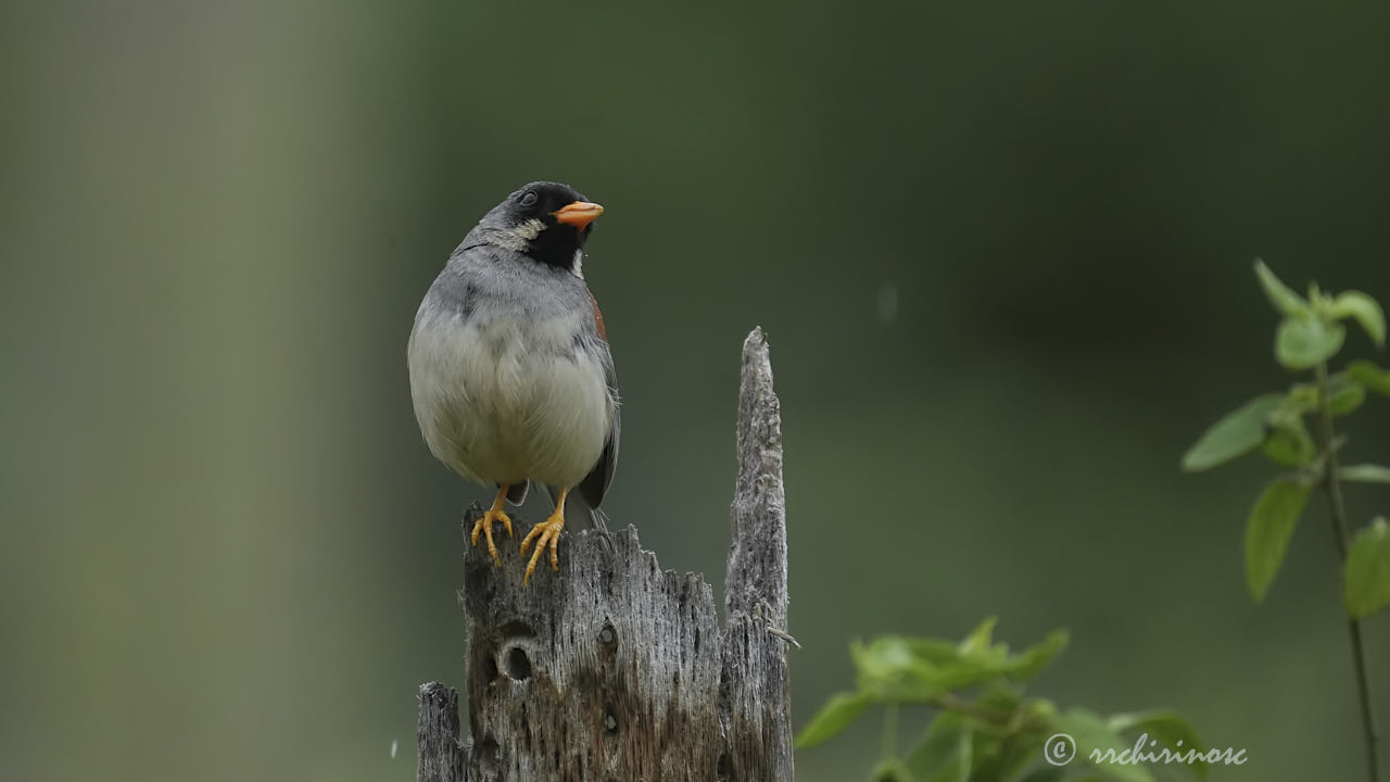 Buff-bridled inca-finch