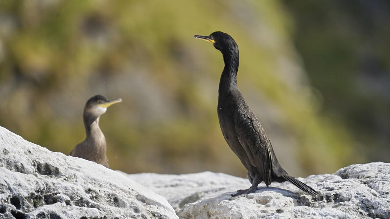European shag