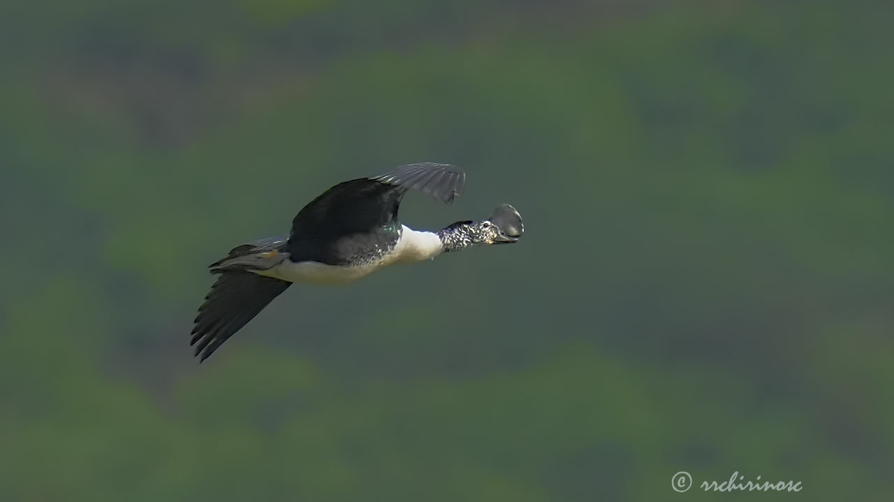 Comb duck