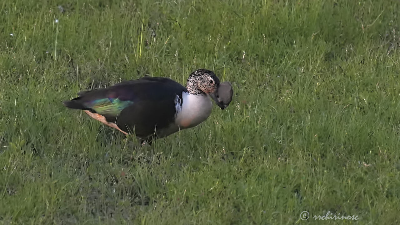 Comb duck