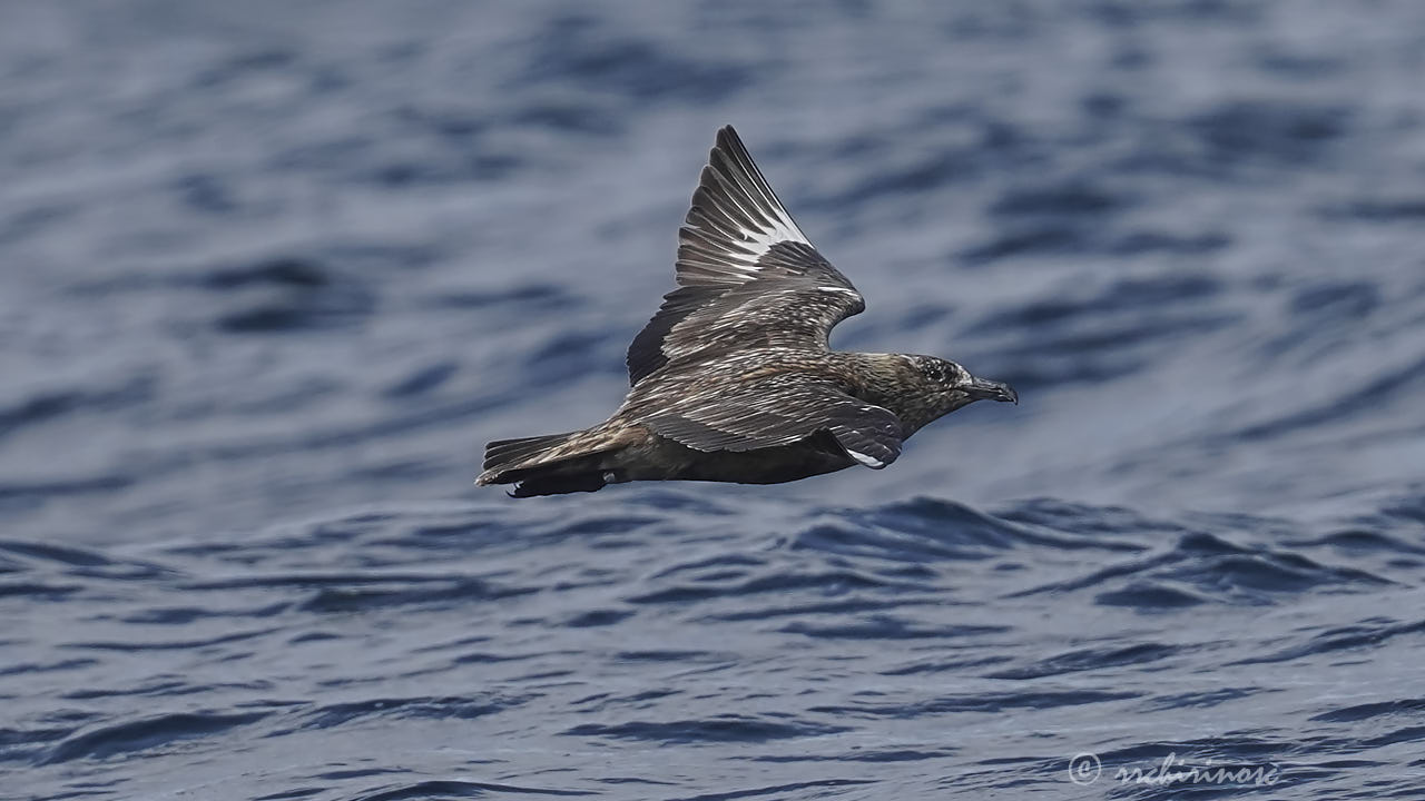 Great skua