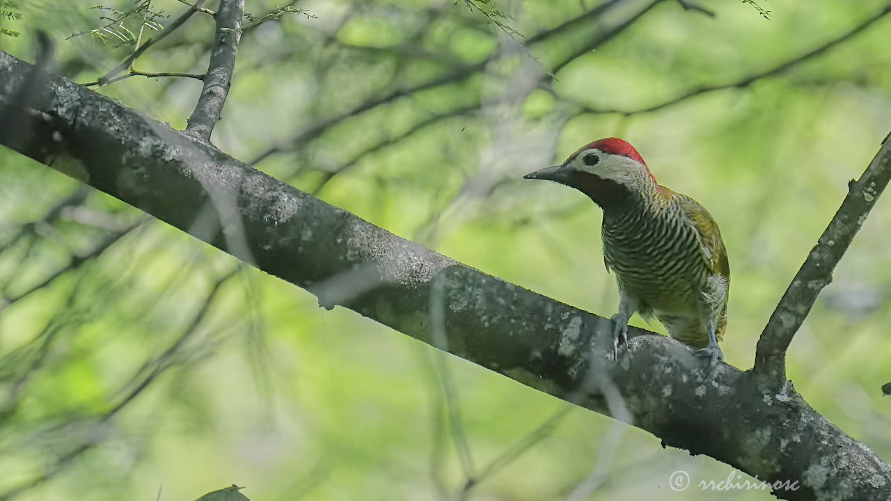 Golden-olive woodpecker