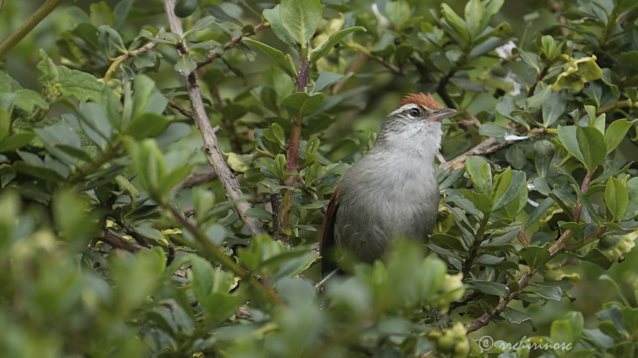 Line-cheeked spinetail