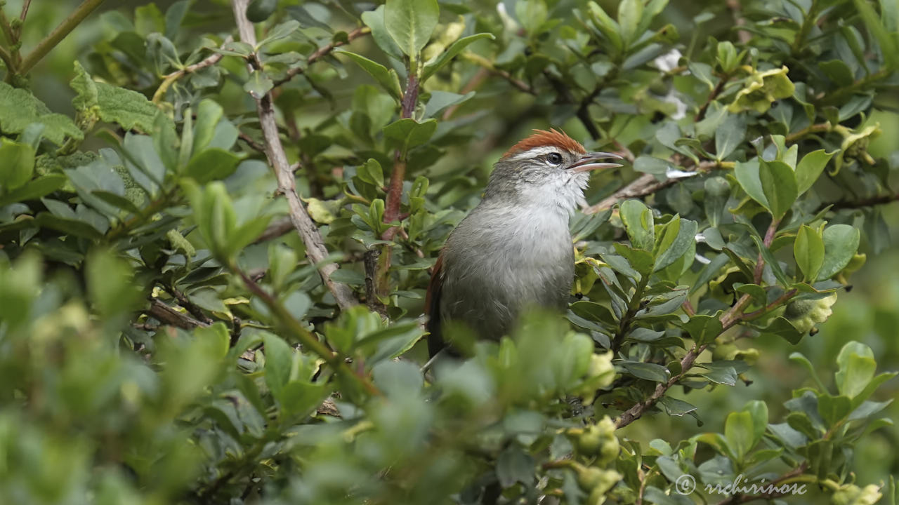 Line-cheeked spinetail