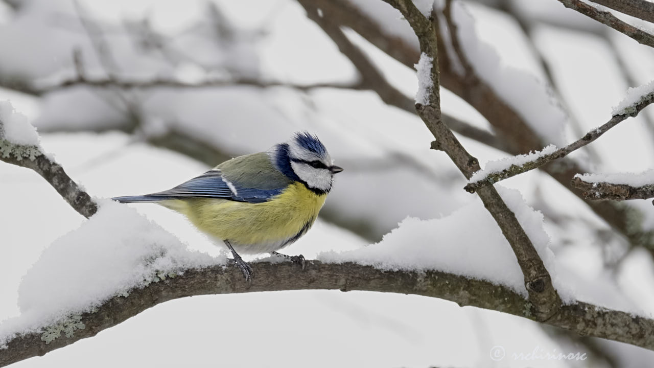 Blue tit