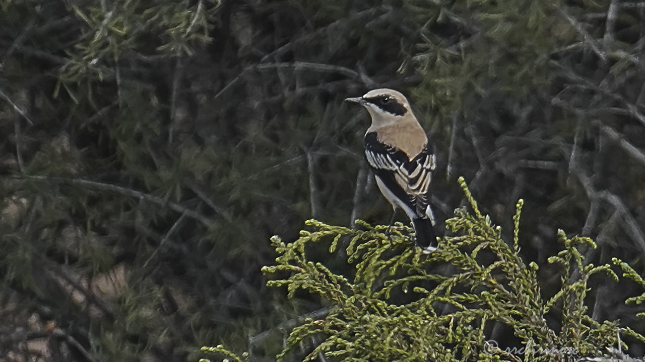 Western black-eared wheatear
