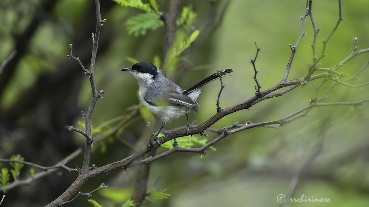 Marañon gnatcatcher