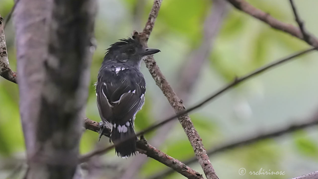 Northern slaty-antshrike