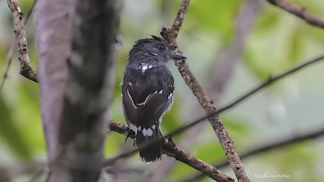 Northern slaty-antshrike