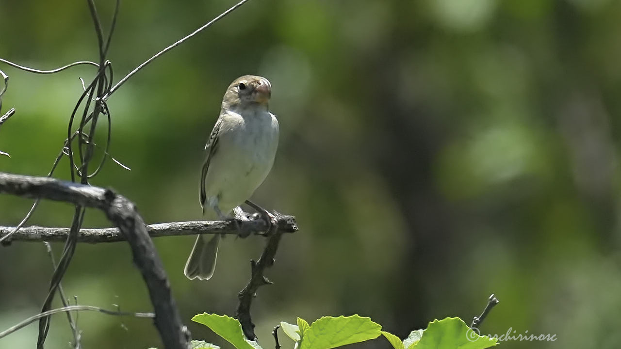 Parrot-billed seedeater