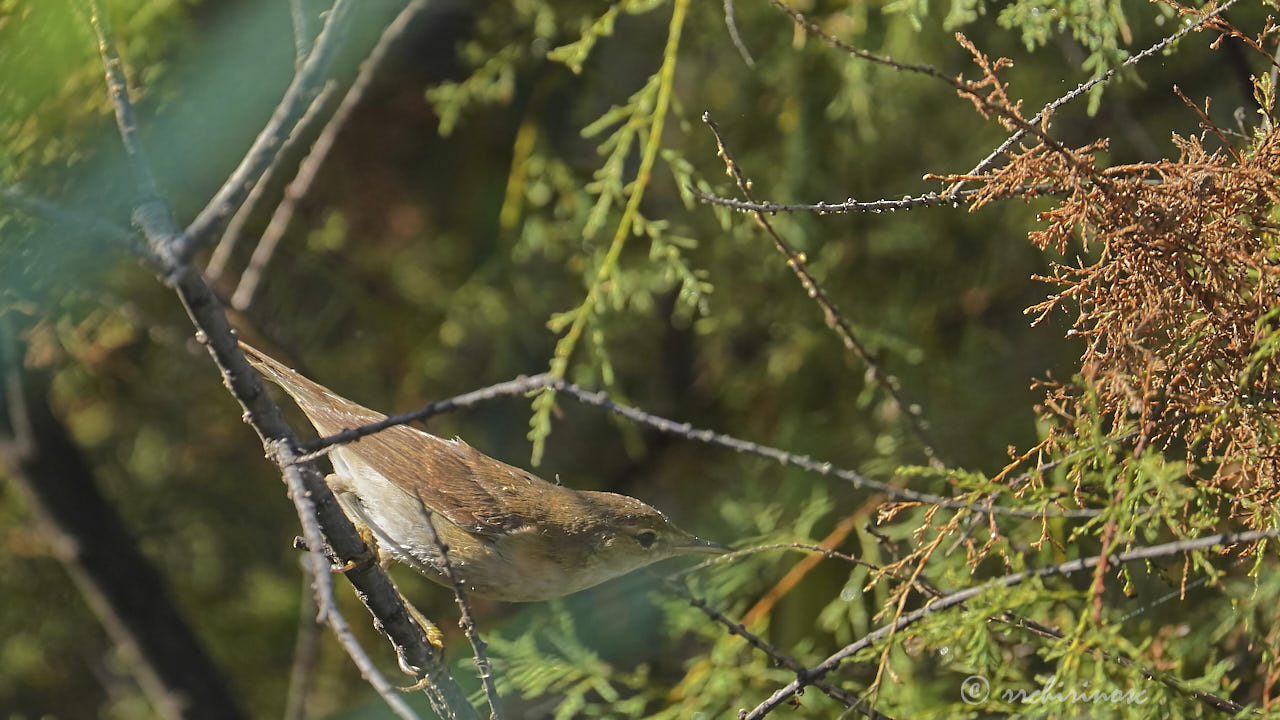 Great reed warbler