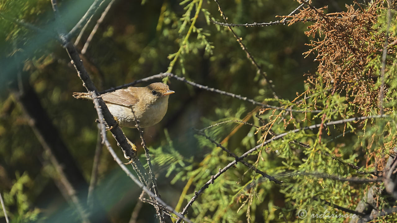 Great reed warbler
