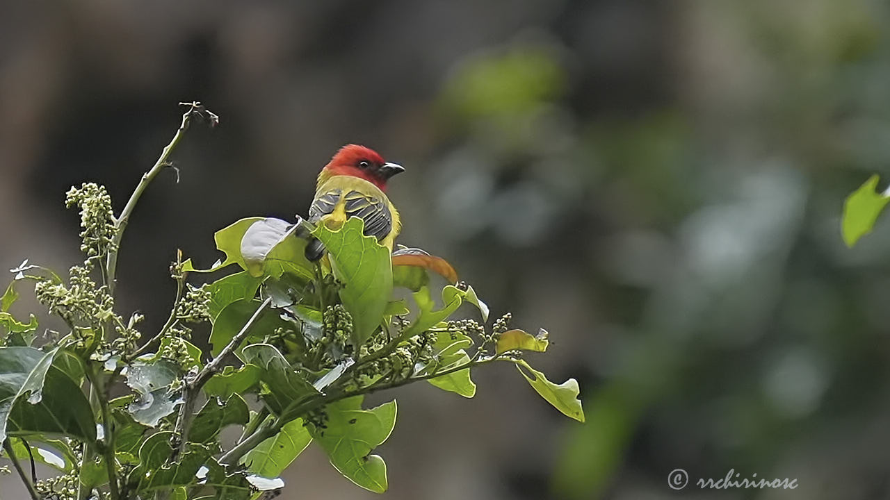 Red-hooded tanager