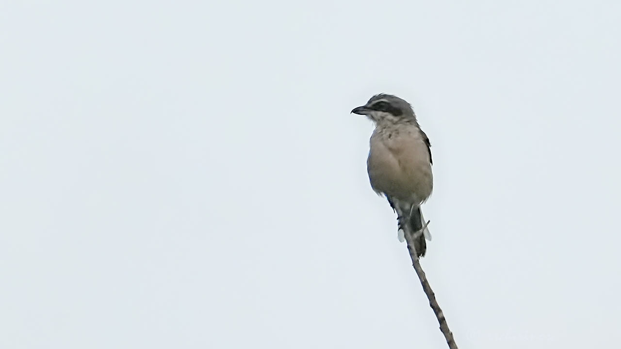 Iberian grey shrike
