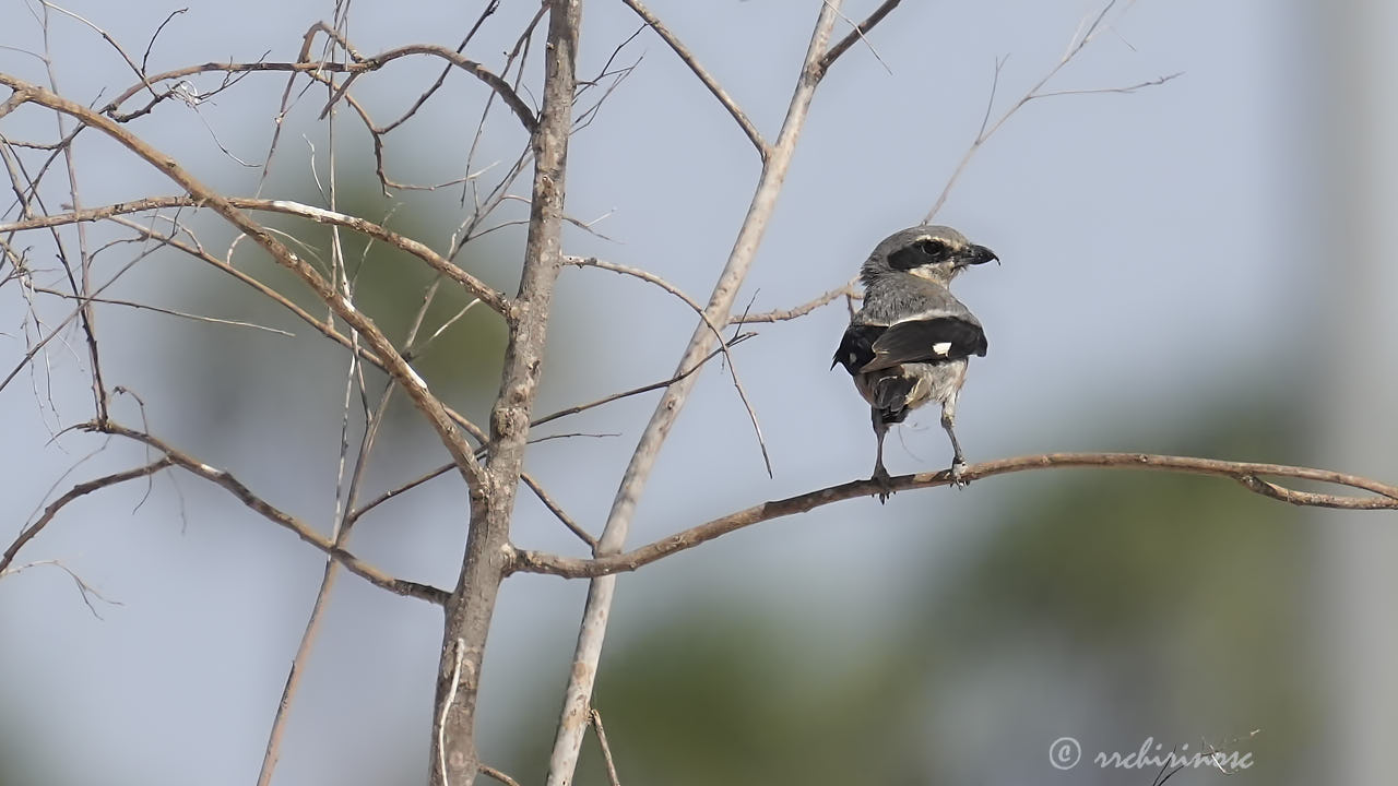 Iberian grey shrike