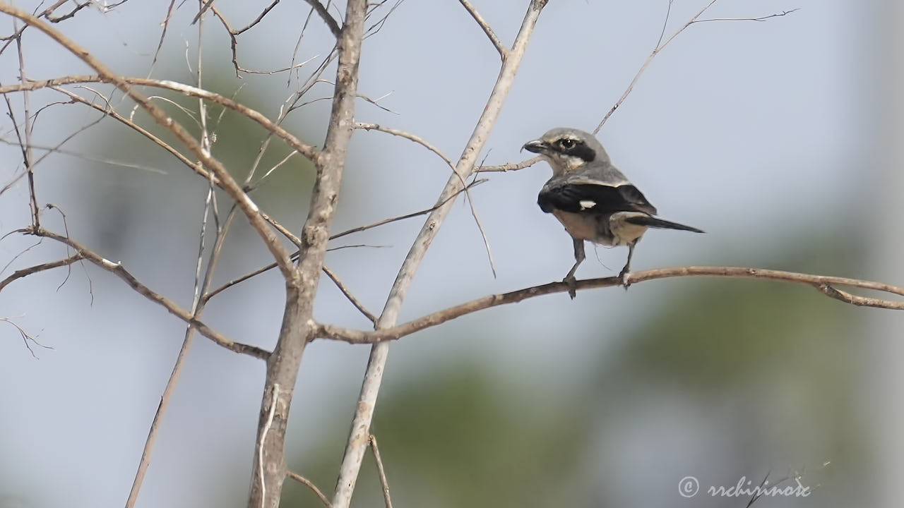 Iberian grey shrike
