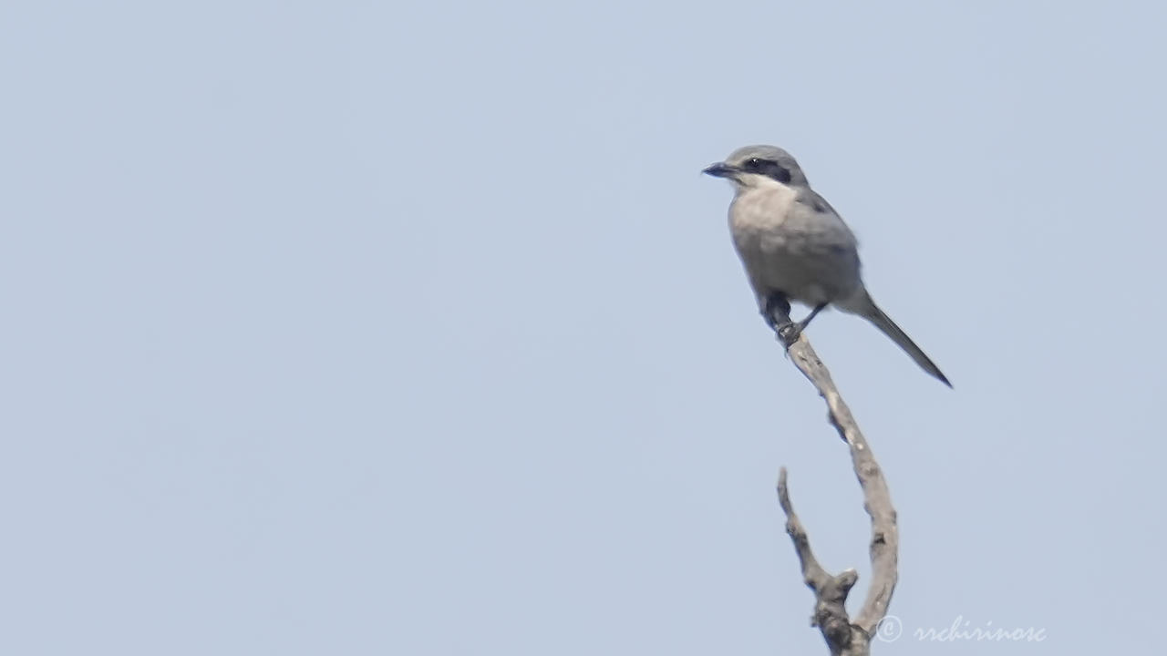 Iberian grey shrike