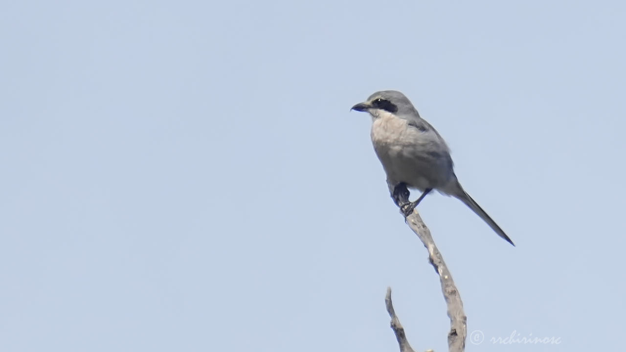 Iberian grey shrike