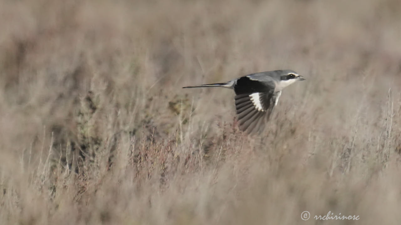 Iberian grey shrike
