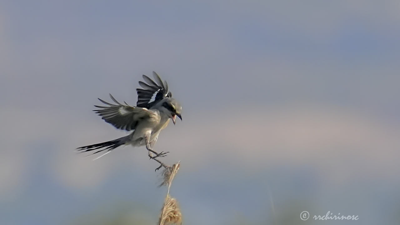 Iberian grey shrike