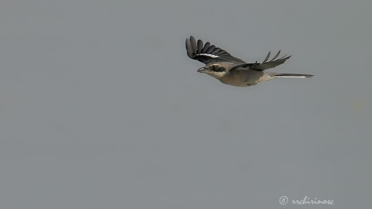 Iberian grey shrike