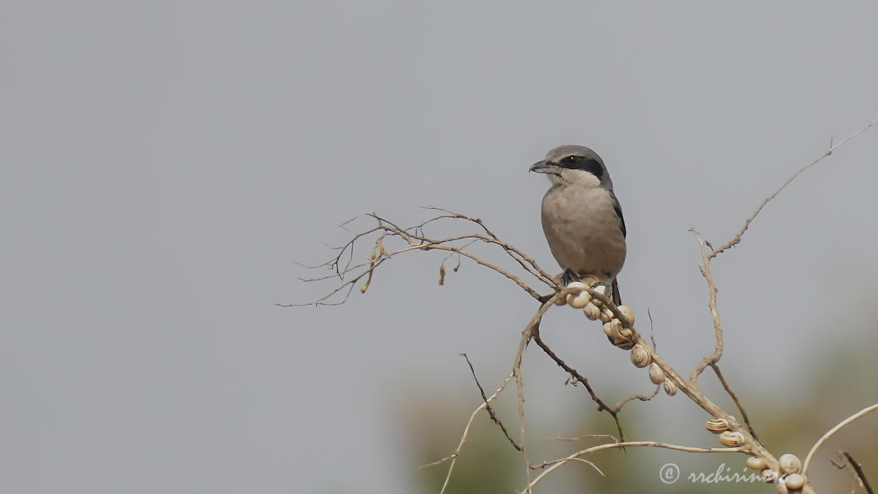 Iberian grey shrike