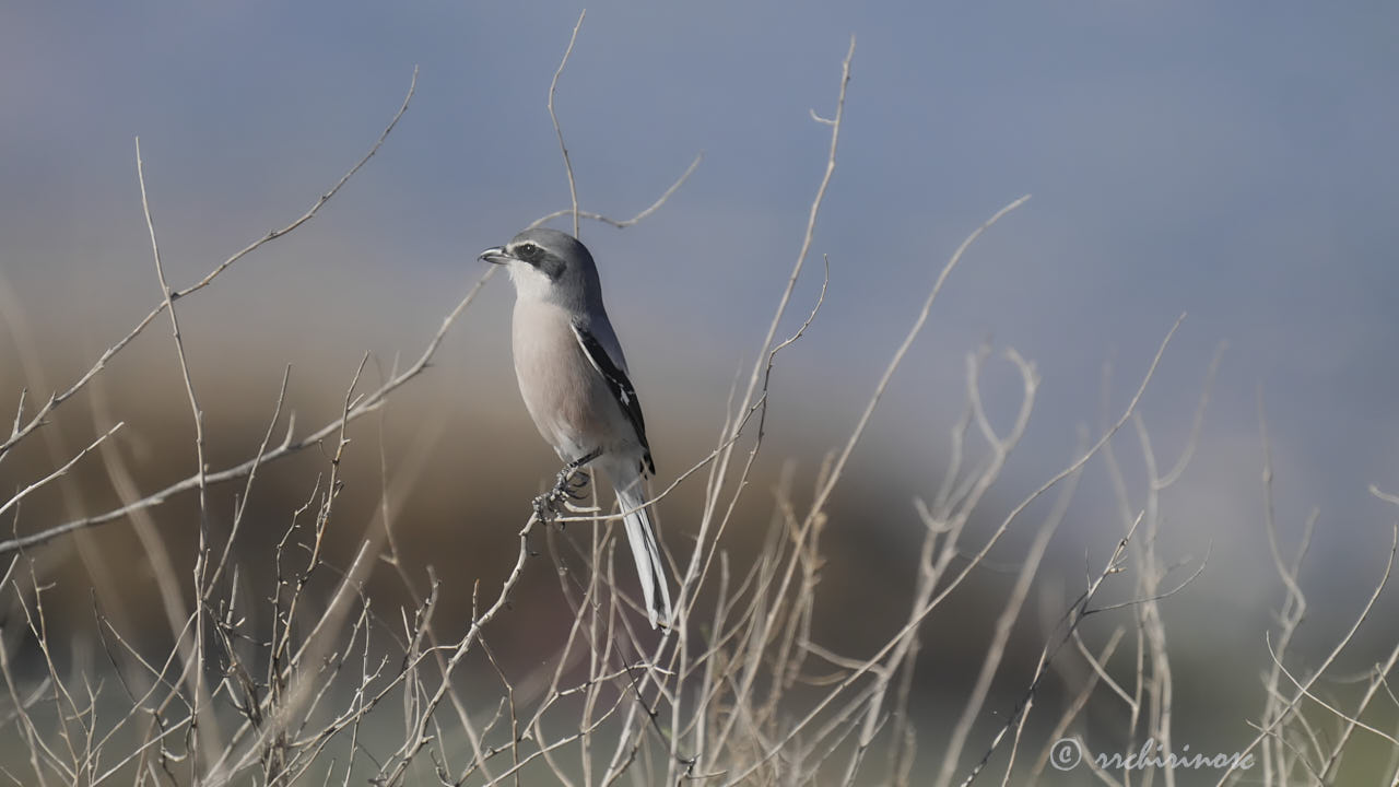 Iberian grey shrike