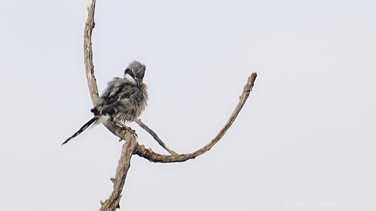 Iberian grey shrike