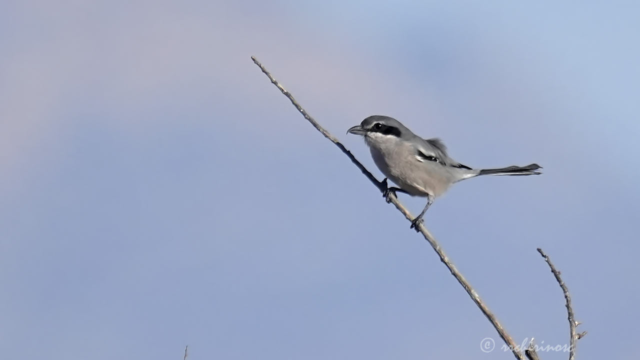 Iberian grey shrike