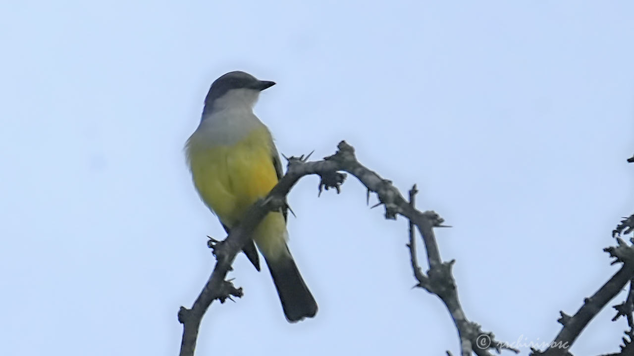 Snowy-throated kingbird