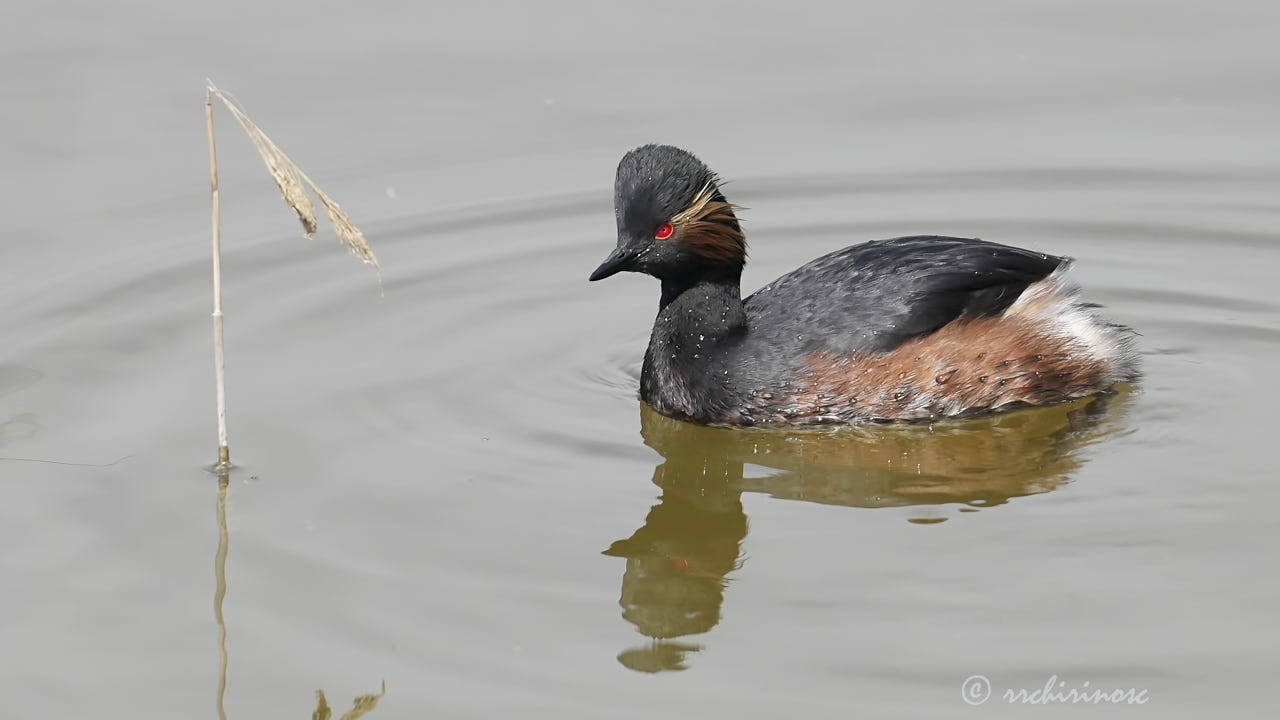 Black-necked grebe