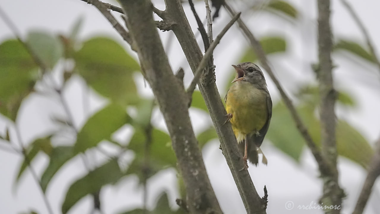 Three-banded warbler