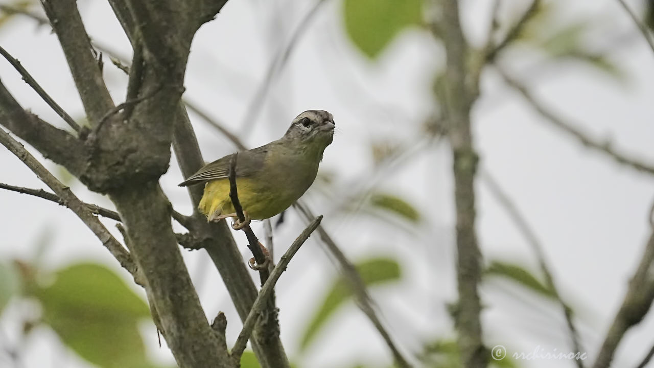 Three-banded warbler