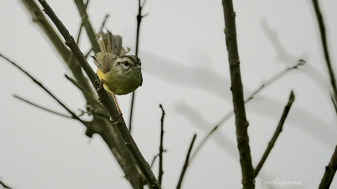Three-banded warbler
