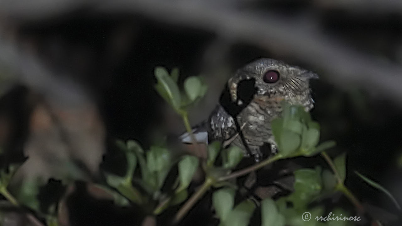 Tschudi's nightjar