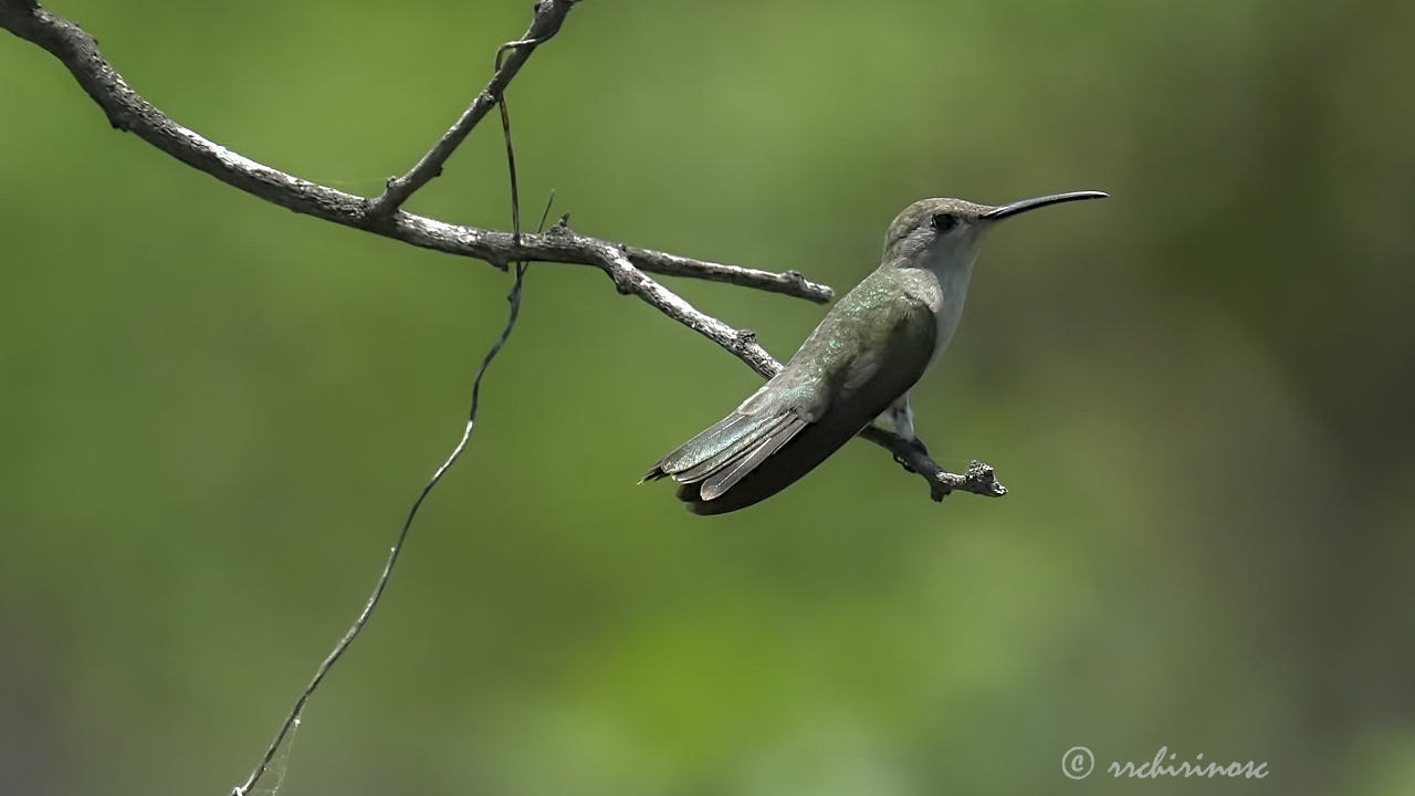 Tumbes hummingbird