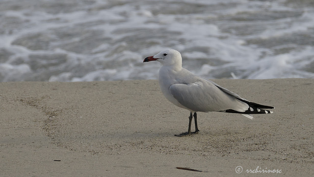 Audouin's gull