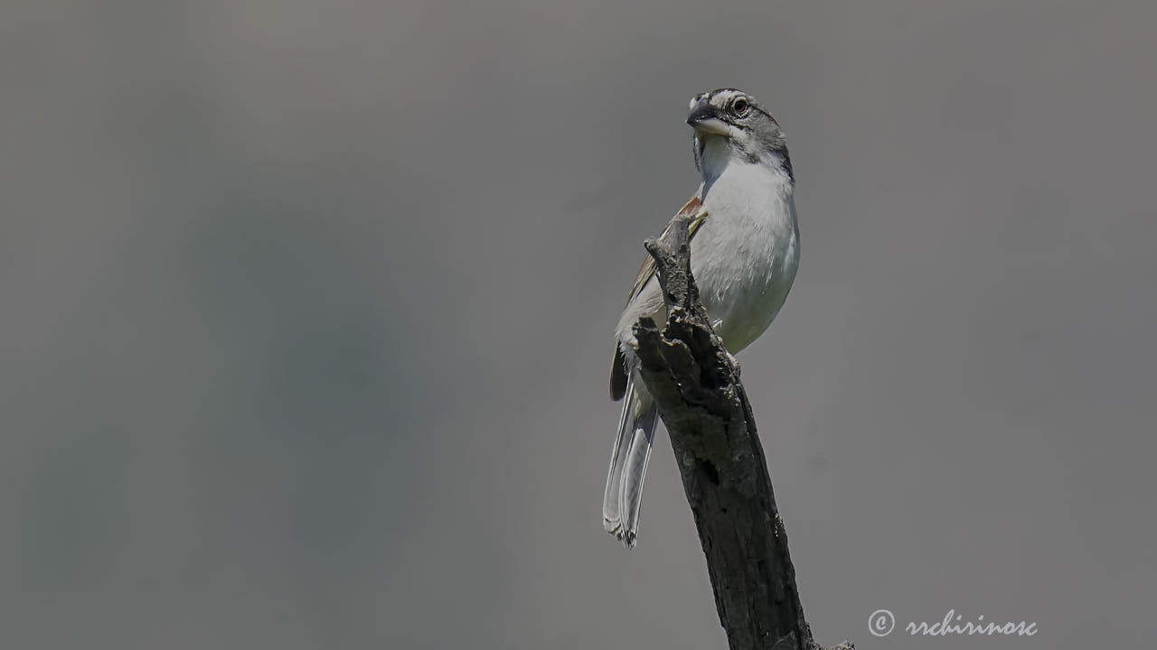 Tumbes sparrow