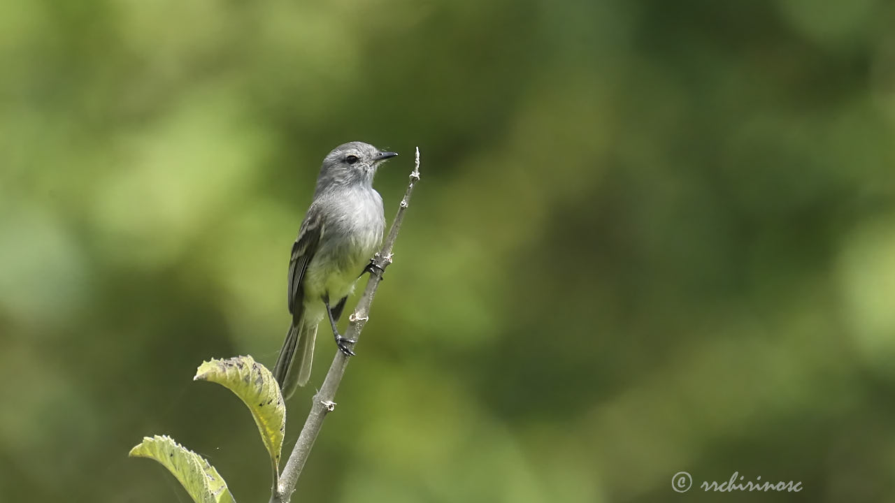 Tumbesian tyrannulet