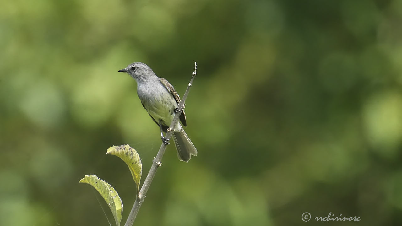 Tumbesian tyrannulet