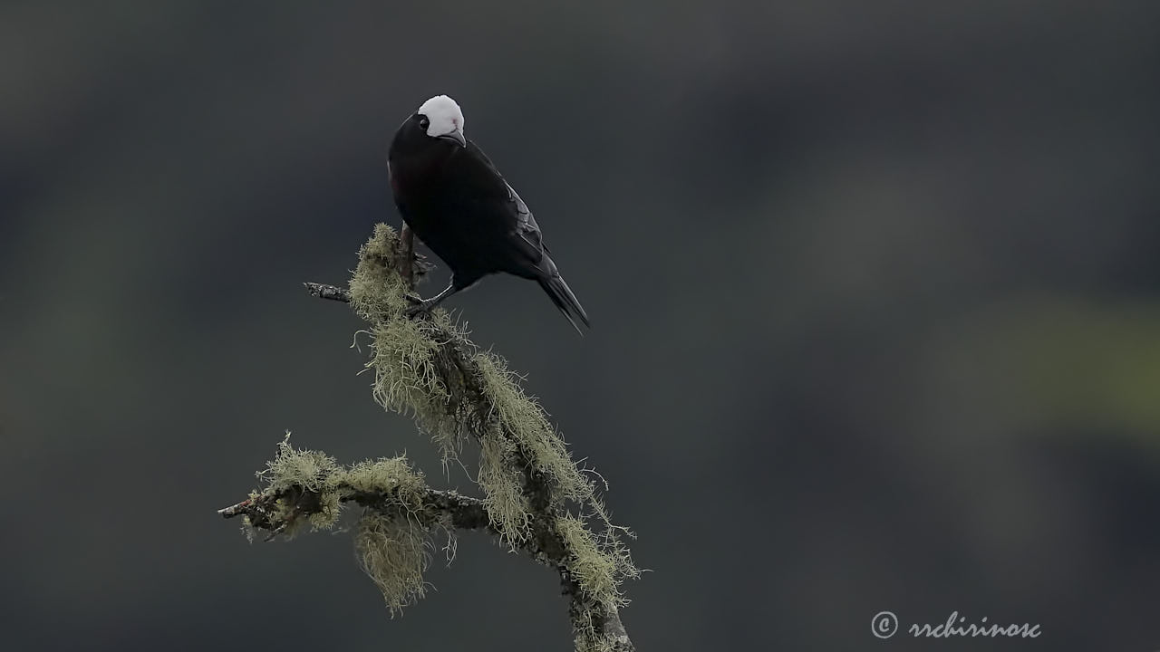White-capped tanager