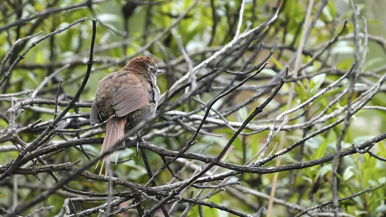 White-chinned thistletail