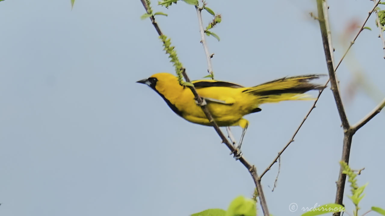 White-edged oriole