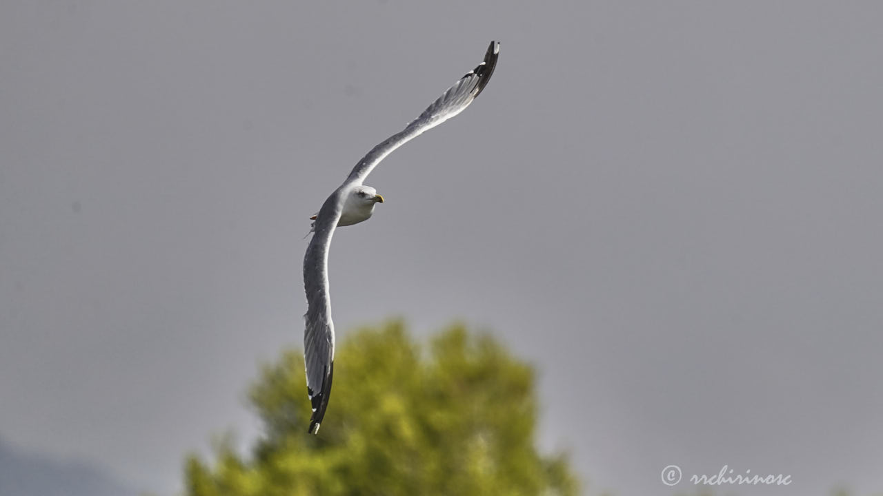 Yellow-legged gull