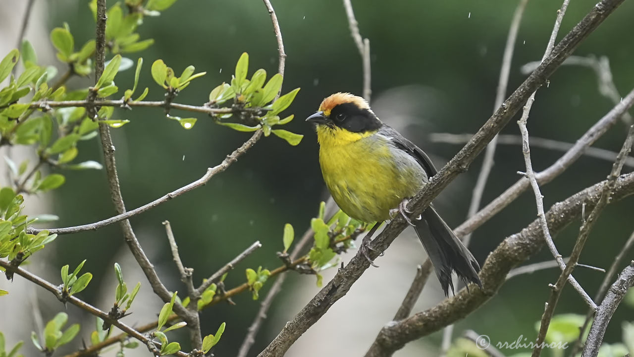 Yellow-breasted brushfinch