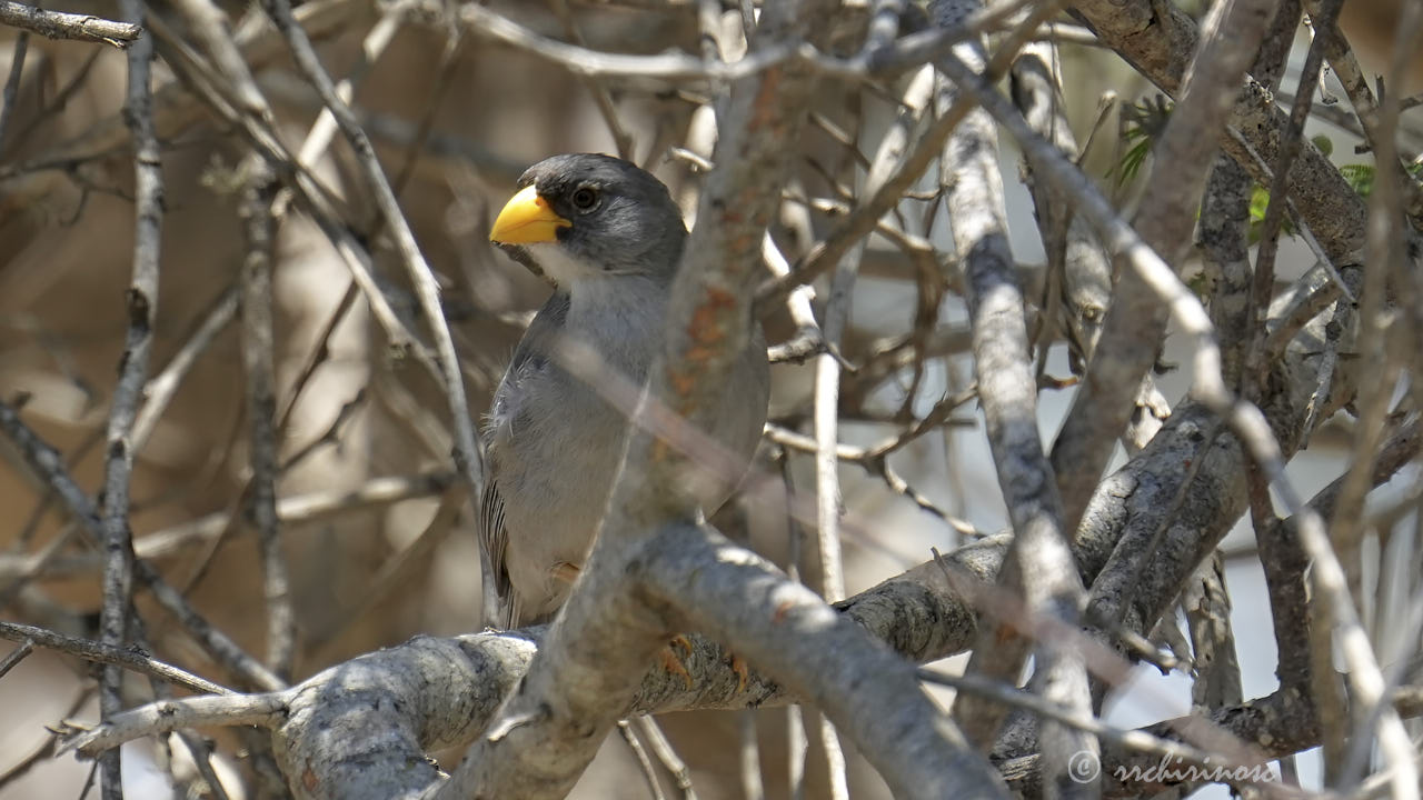 Cinereous finch