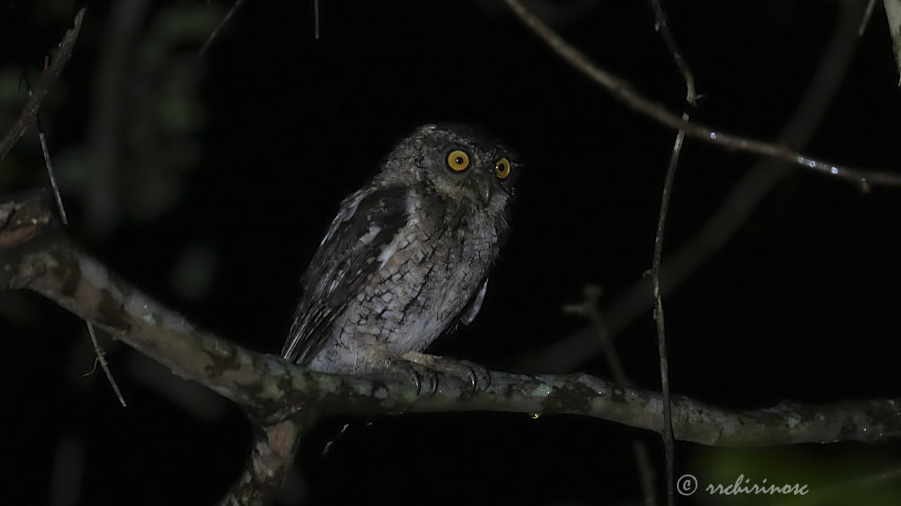 Peruvian screech-owl