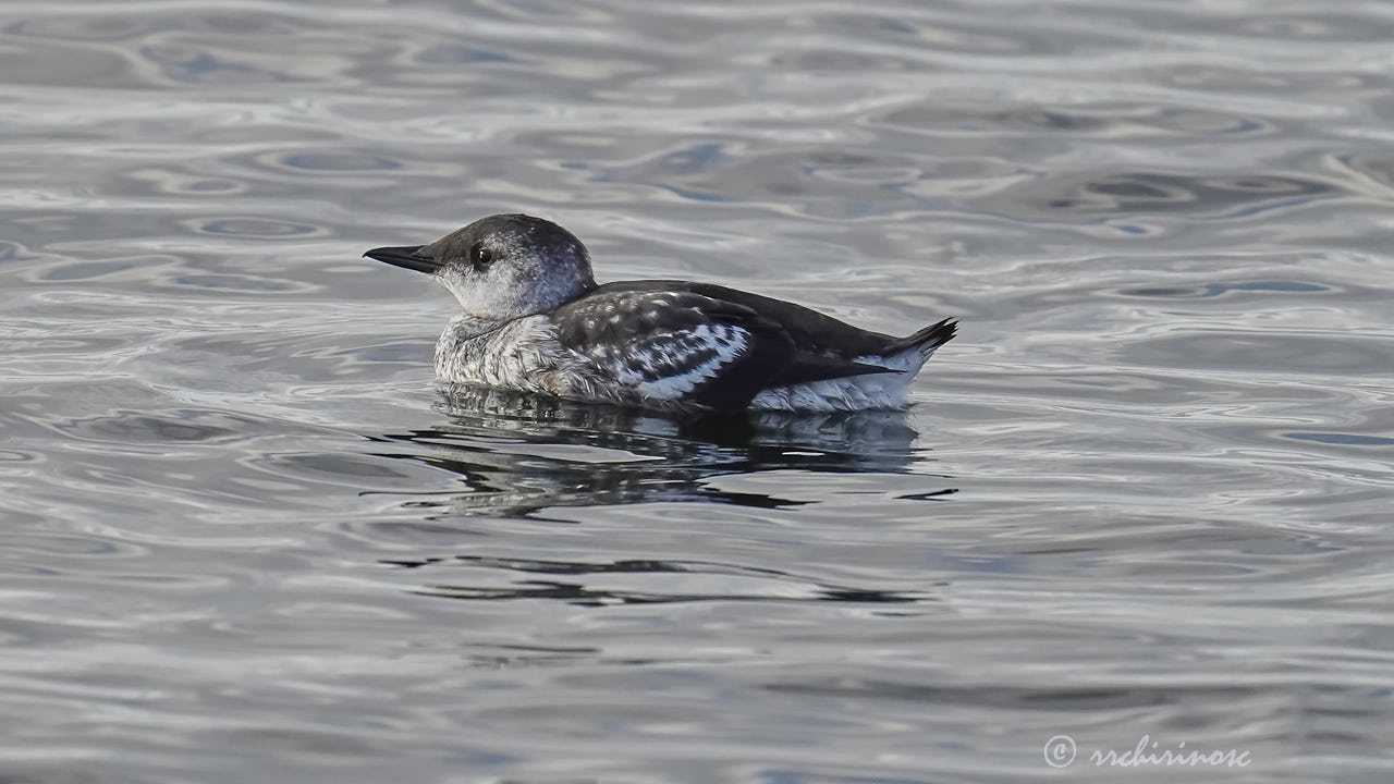 Black guillemot